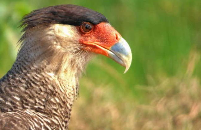 Moxos Jesuit Missions & Coitarama Lagoon - Foto 6