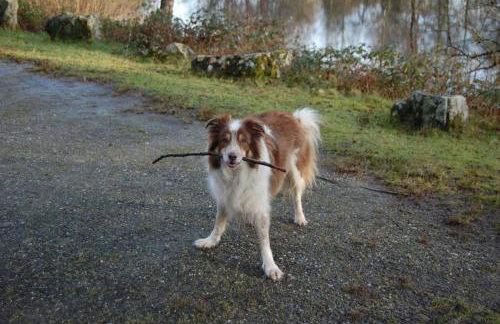 Creag Mhor Self Catering Holiday Apartment - Foto 15