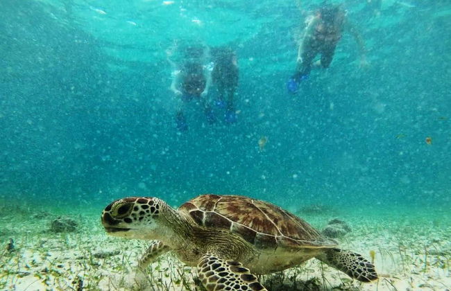 Snorkelling in Mahahual - Foto 2