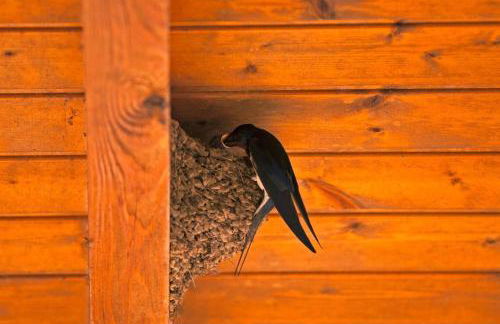 Vale do Guizo: Casa Poente on the contryside, close by the sea. - Photo 30