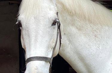 Appartement im alten Pferdestall - Photo 31