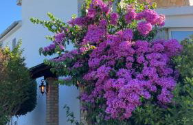 Villa Rossi - Photo 2