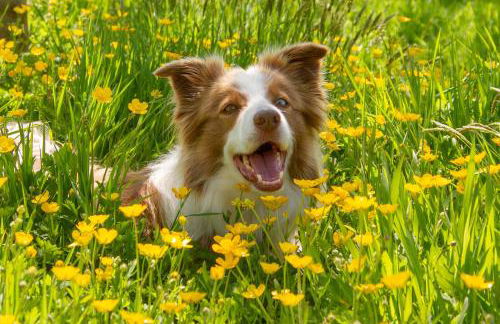 Ty Pren Bach - Foto 19