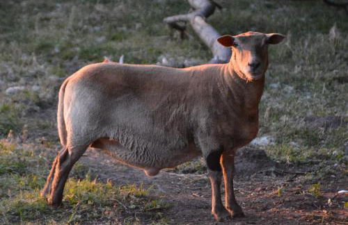 Himmelreich Rügen - Foto 78