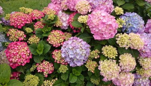 Ciclaminis - Foto 5, Garden