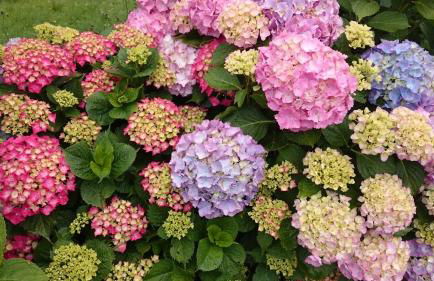 Ciclaminis - Photo 5