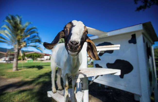 BIG4 Adventure Whitsunday Resort - Photo 71