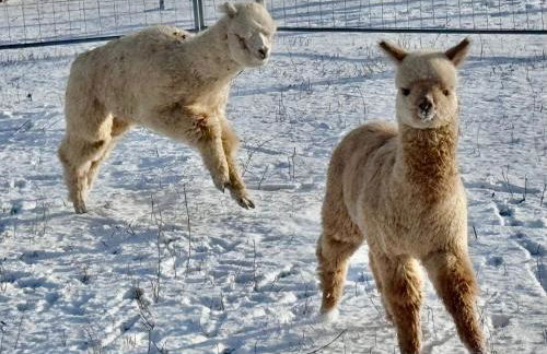 TOP moderne FeWo - Alpakahof zum Himmelreich, traumhafte Lage, Terrasse mit Weitblick, kostenfreier Parkplatz, Nähe Kurklinik, optional Sauna - Foto 23