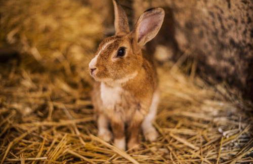 Azienda Agrituristica Alcastlè - Foto 62