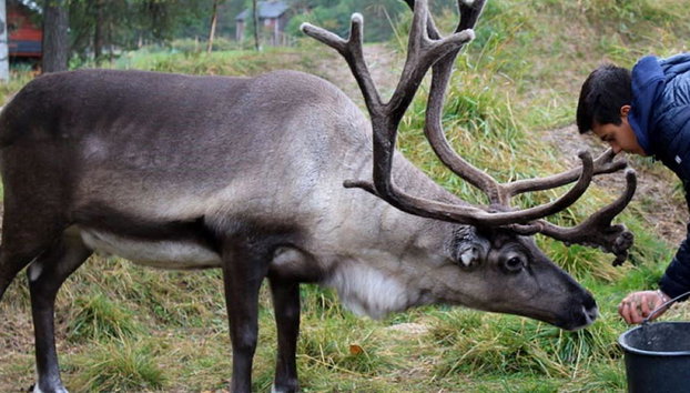 Summer: Reindeer Farm - Photo 4