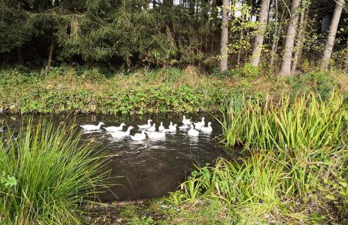 Bauernhaus am Sallingbach - Foto 12