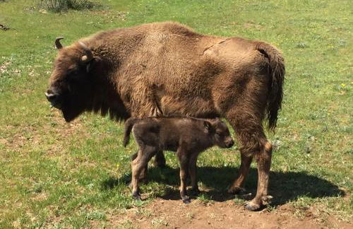 La Cabaña - Foto 41