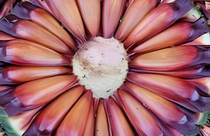 Cabana Pequeno Bosque som dás Águas - Foto 51