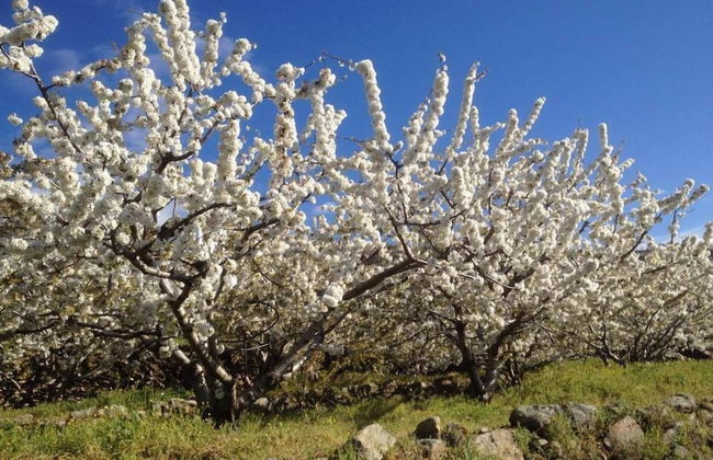 Casa Rural El Regajo Valle del Jerte - Foto 32