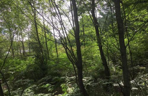 Woodsy and Private- Dream House on a 7 Acre Pond - Foto 2