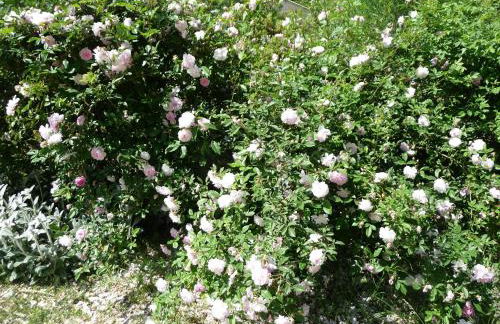 Le Mille Fleurs - Foto 26