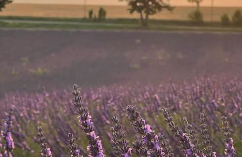 Zofia appartements - Appartement avec cour privée #1 - Foto 2