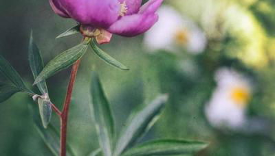 PUEBLO ENCANTO, Apartamento Rural - Foto 4