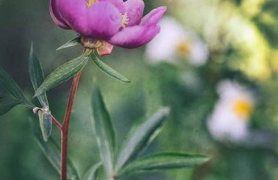 PUEBLO ENCANTO, Apartamento Rural - Foto 4