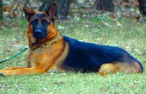 Villa Moeller - Foto 17