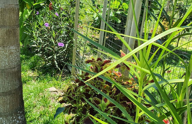 Casa Vermelha - Photo 25