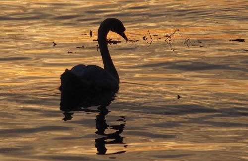 ADORIS APPARTEMENTS im Lotzbeckpark am See "nachhaltiges Wohnen in Lindau" - Foto 37