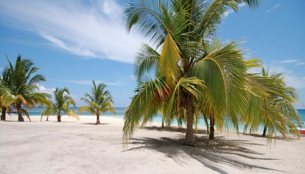 Saona Island - Full-Day Tour with Hotel Pick-Up - Foto 5