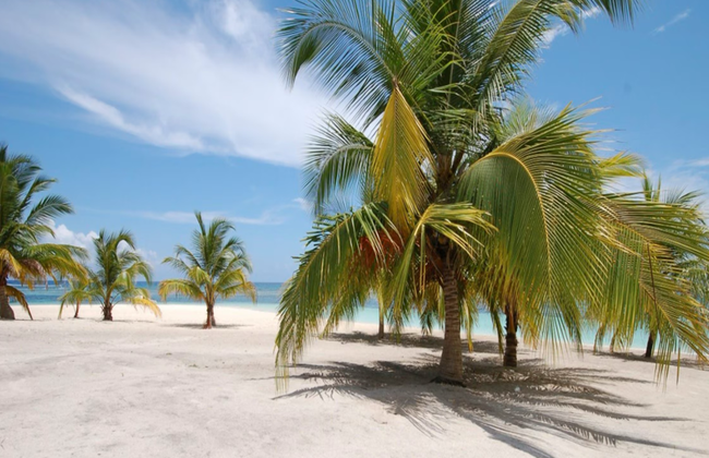 Saona Island - Full-Day Tour with Hotel Pick-Up - Foto 5