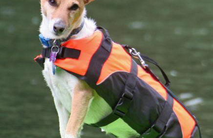 Russian River Bungalow - Foto 31