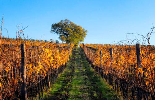 Fattoria di Cinciano - Foto 16