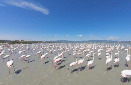 Avocetta Luxury Villas by TravelPro - Halkidiki - Photo 45