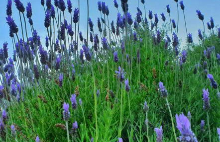 Anna's Stone House - Foto 50