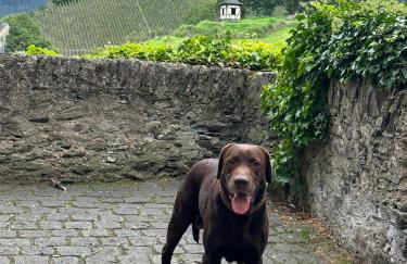 Ferienhaus Löwenherz - Foto 72