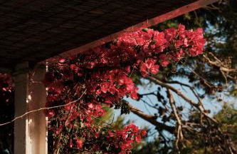 Prinsotel La Caleta - Foto 38