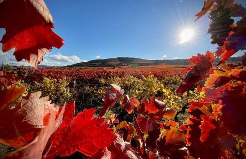 RIOJA VALLEY Apartamentos en el corazón de La Rioja - Foto 34