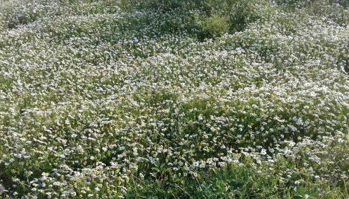 Casinha de Lamares - Foto 5