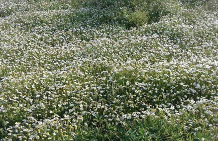 Casinha de Lamares - Foto 5