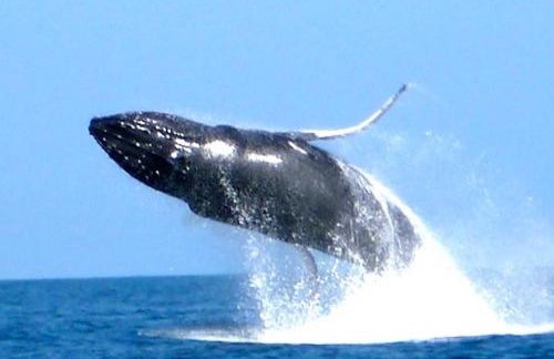 Sandcastle Resort - Foto 44