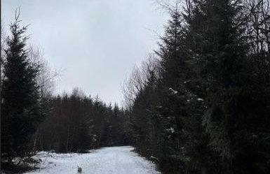 Old Orchard Cottage - Foto 25