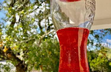 Hummingbird Haus - Hill country views on 20 acres with firepit - Photo 21