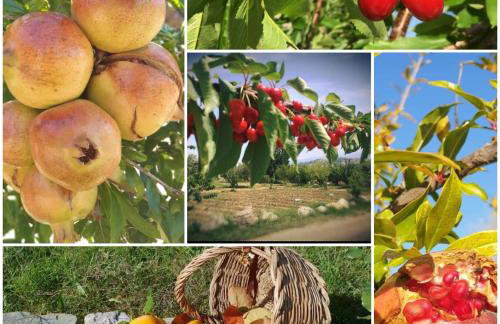 AGRI ART - Foto 41