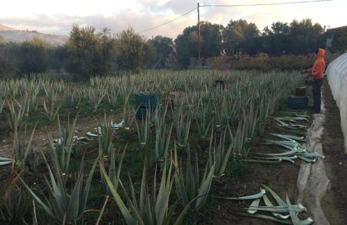 Spacious n comfortable Aloe Vera farm house - Photo 32