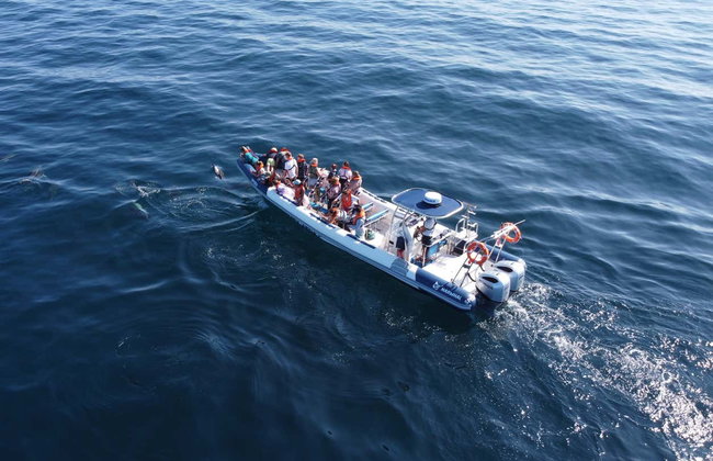Lagos Dolphin Watching - Photo 8