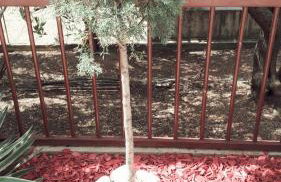 Apartments Villa Toma - Foto 70