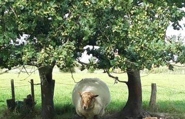 Das Koogsbauernhaus - Foto 77