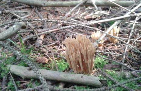 Wiejska Chata - Foto 61