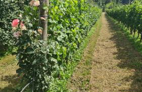 Agriturismo Podere Borgo Malnido - Foto 7