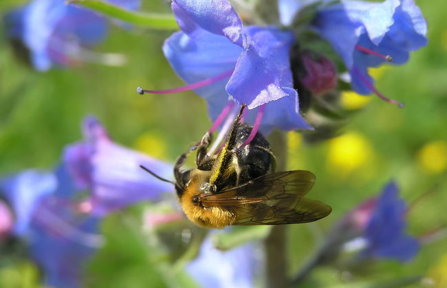 Lady Lavender - Foto 16