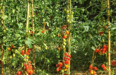 Agriturismo Podere Santa Rita - Foto 43