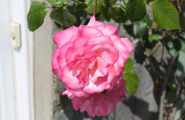 Glenalbyn Cottage - Foto 21